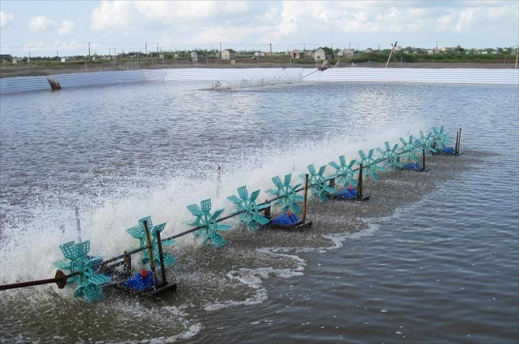 CuSO4 dùng để xử lý nước nuôi trồng thủy sản